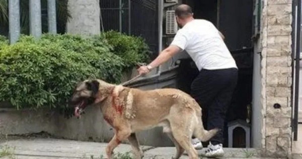 Başıboş köpek dehşeti! 'Kafamı ısırdı, gözümü kaybettim'